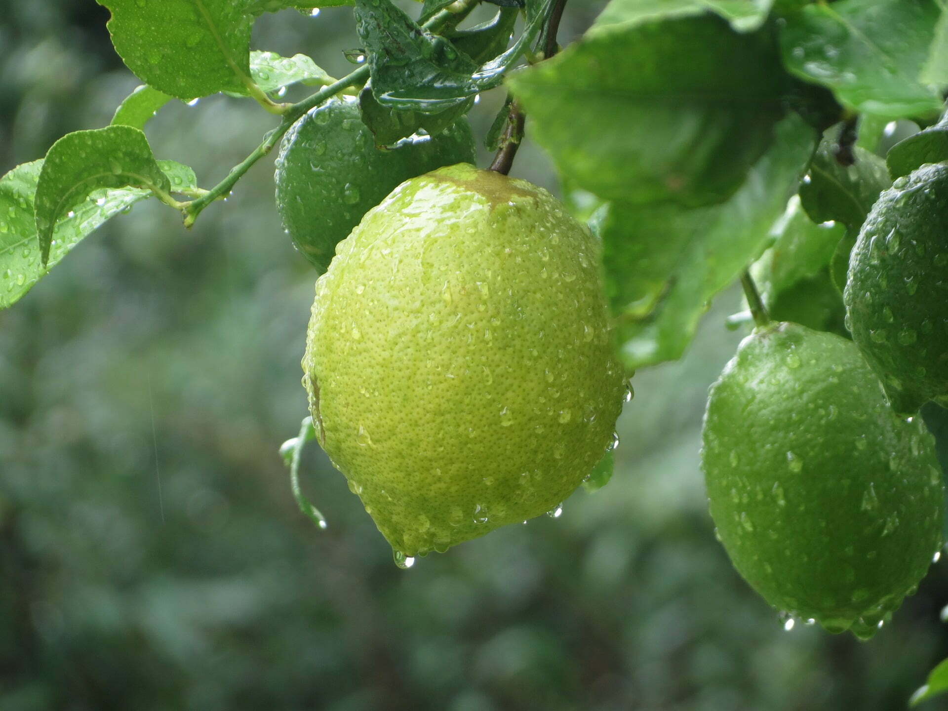 desverdizado del limón