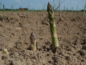 cultivo de espárragos en tierra