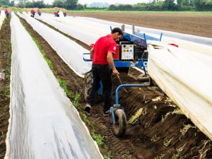 cultivo de espárragos maquinaria