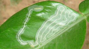 Los adultos del minador de los cítricos son mariposas de color marrón o grisáceo y de 2,5-3 mm de longitud i 4-5 mm de embergadura, alas pilosas con unas pequeñas manchas negras. Se observan sobre todo de noche y se transportan mucho con el viento, que favorece la expansión de la plaga. H3 Ciclo del minador de los cítricos Las mariposas hembras del minador de los cítricos se encargan de poner los huevos en las hojas de los cítricos. Generalmente buscan hojas pequeñas de los brotes más tiernos y ponen los huevos cerca del nervio central de la hoja. El número de huevos por hojas puede variar, pero va de 1 a 10 huevos por hoja. De estos huevos eclosionan las larvas (orugas) del minador de los cítricos que se alimentan de la epidermis de las hojas, haciendo túneles interiores en las hojas muy visibles a simple vista y llegando a secarlas. 