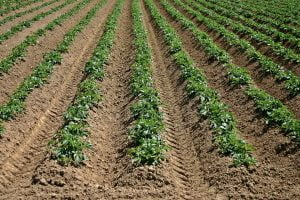 cultivo de patatas en riego por aspersión