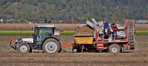 agricultores en un cultivo de patatas