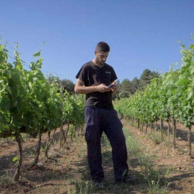 vineyard Castell del remei