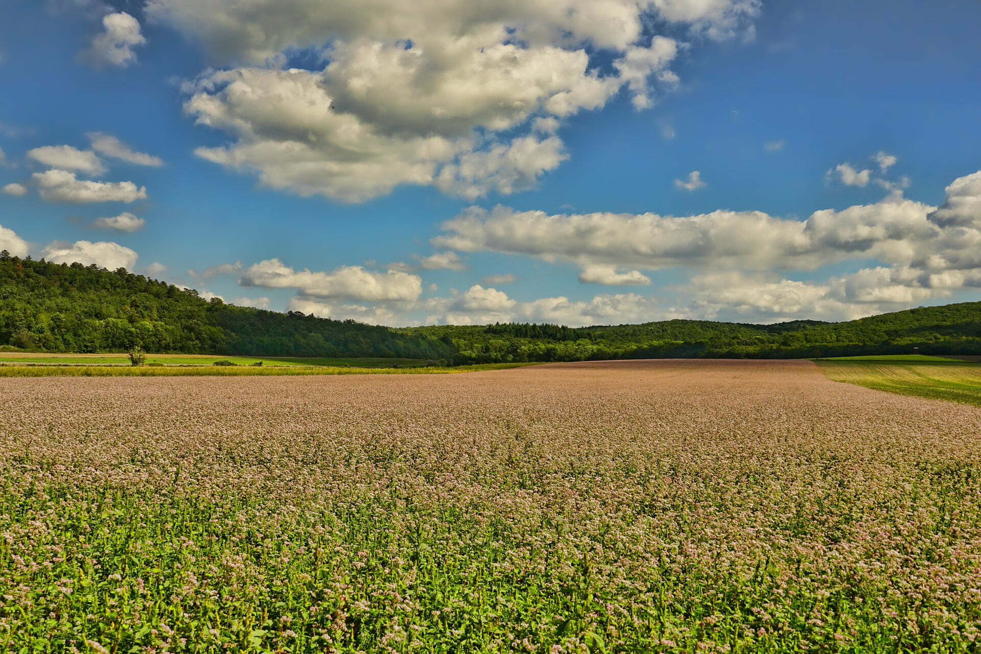 Cómo cultivar trigo sarraceno: aspectos agronómicos